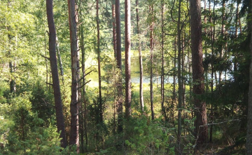 21_Alnio pažintinis takas (5).jpg